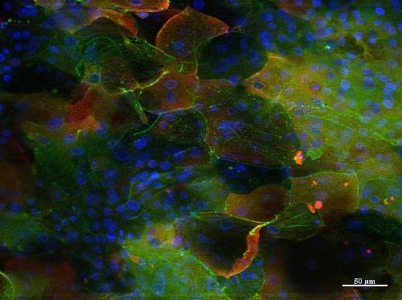 Différenciation des cellules souches embryonnaires de poulet (CESc) vers le lignage ectodermique : au 30eme jour d'induction les cellules, visualisées en fluorescence grâce à des anticorps anti-kératine (rouge) et anti-occludine (vert) montrent une morphologie typique des kératinocytes avaires en culture de cellule. © INRAE, Vautherot J-F, Couteaudier M