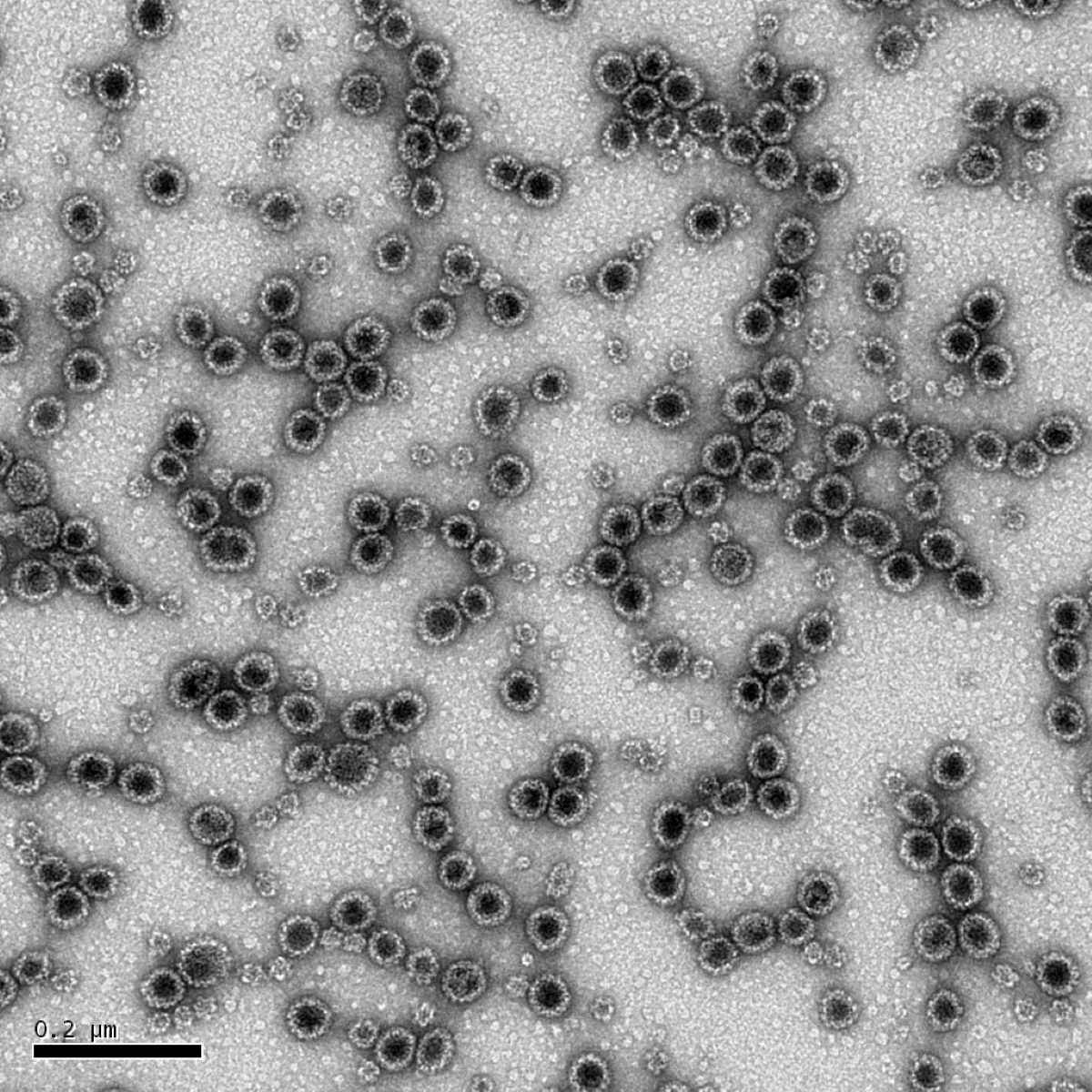 Pseudo-particules du Poymavirus à cellules de Merkel, obtenues par expression de la protéine majeure de capside VP1 et observées en microscopie électronique.