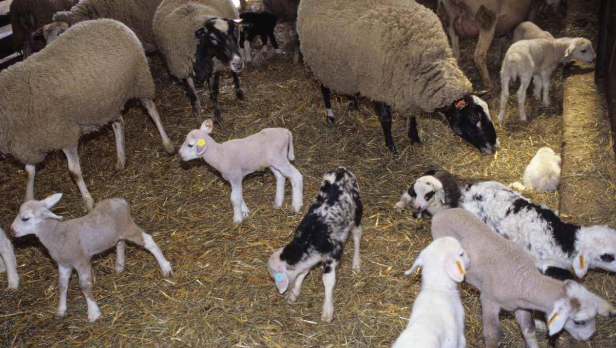 Le domaine de Bourges la Sapinière à Osmoy (18390) est une unité expérimentale pluri-espèces, avec 2 principaux axes de recherche : l'amélioration génétique et la sélection animale. Le troupeau expérimental d'ovins est composé de 2000 brebis et bêliers de différents génotypes.
