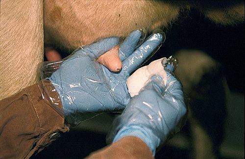 Trayon d'une mamelle de vache. Frottis avec une lingette imbibée de milieu physiologique pour recherche d'eventuels agents pathogènes.