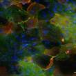 Différenciation des cellules souches embryonnaires de poulet (CESc) vers le lignage ectodermique : au 30eme jour d'induction les cellules, visualisées en fluorescence grâce à des anticorps anti-kératine (rouge) et anti-occludine (vert) montrent une morphologie typique des kératinocytes avaires en culture de cellule. © INRAE, Vautherot J-F, Couteaudier M