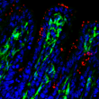 Muqueuse iléale de souriceaux nouveau-nés Cx3cr gfp/+ infectés par Cryptosporidium parvum. En rouge, C. parvum, en bleu, noyeau des cellules, en vert les cellules Cx3cr1+. Les macrophages CD64 et les monocytes inflammatoires Ly6c+ représentent la population Cx3cr1+. © INRAE, POTIRON Laurent