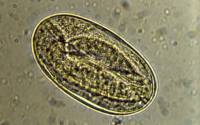 Trichostrongle gastro-intestinal : oeuf embryonné avec larve "en huit"