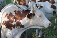 Paturage d'un troupeau de vaches laitières de race Montbelliarde