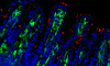Muqueuse iléale de souriceaux nouveau-nés Cx3cr gfp/+ infectés par Cryptosporidium parvum. En rouge, C. parvum, en bleu, noyeau des cellules, en vert les cellules Cx3cr1+. Les macrophages CD64 et les monocytes inflammatoires Ly6c+ représentent la population Cx3cr1+. © INRAE, POTIRON Laurent