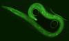Nématode - larve L2 d’ Haemonchus contortus ayant ingéré de l’isothyocyanate de fluorescéine (FITC) en solution. © INRAE, BLANCHARD Alexandra