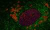 Cellule aviaire infectée par un virus influenza aviaire H1N1. © INRAE, TRAPP-FRAGNET Laetitia